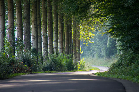 Road through the Ardennes forest